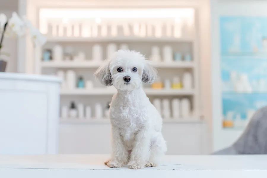 How a Vacuum Groomer for Shedding Pets Simplifies Your Pet Care Routine?